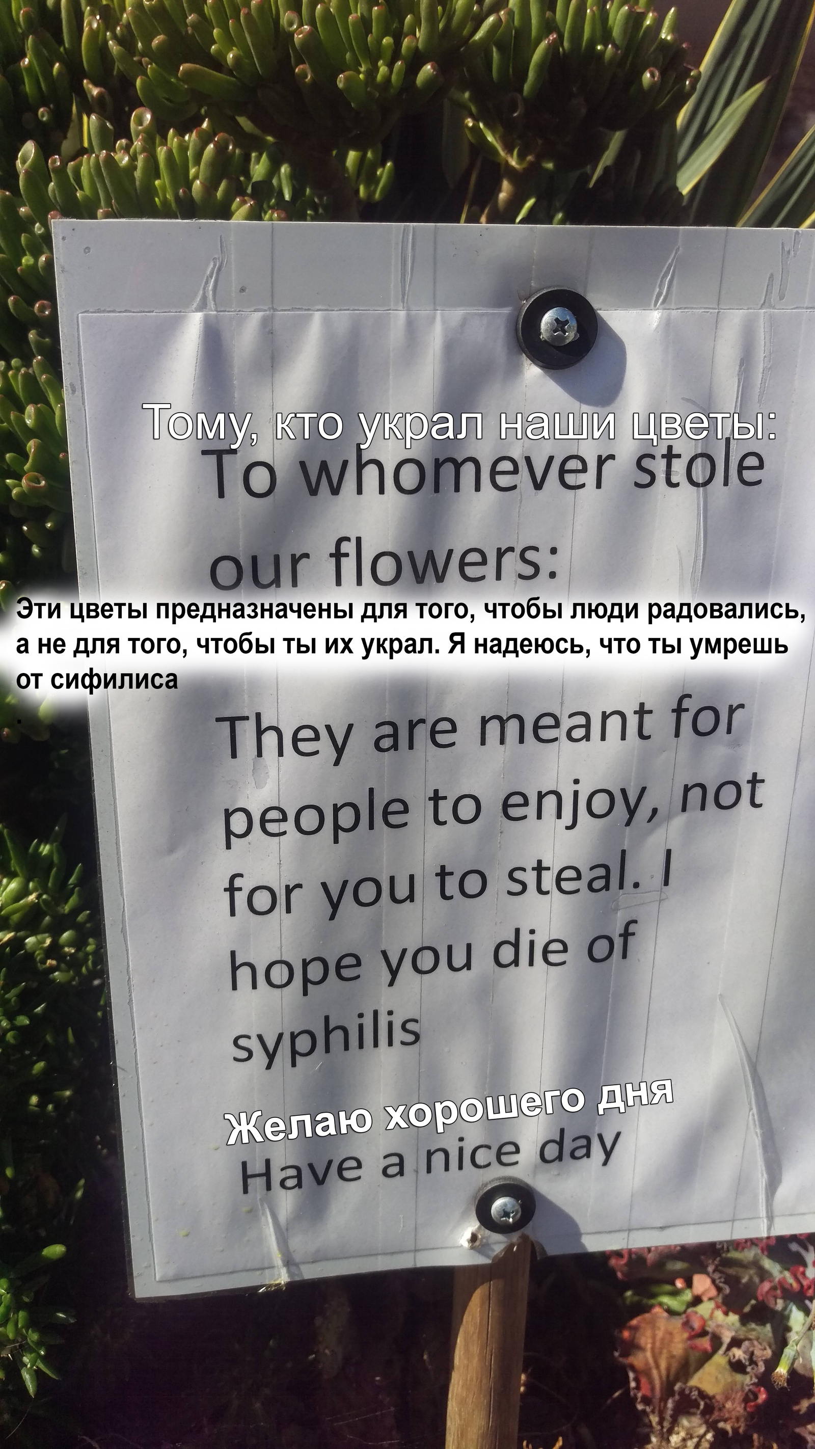 The guy is upset that someone stole his flowers. - My, Announcement, Stolen, Appeal, Flowers, Theft