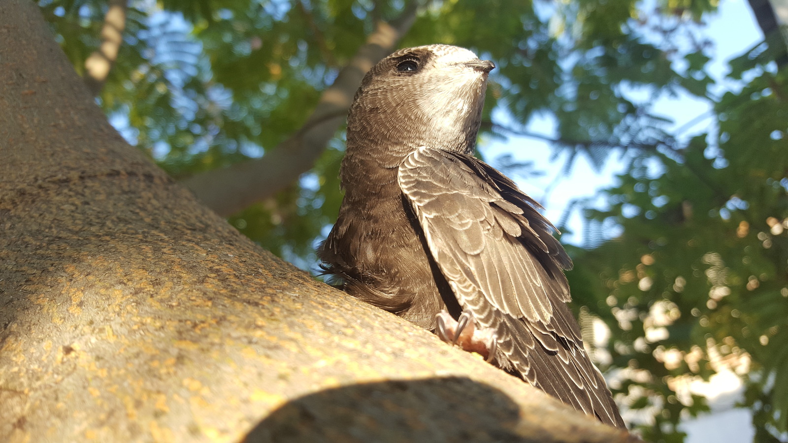 Saving an ordinary swift. - My, Swift, Birds, Kindness, Crimea, Longpost