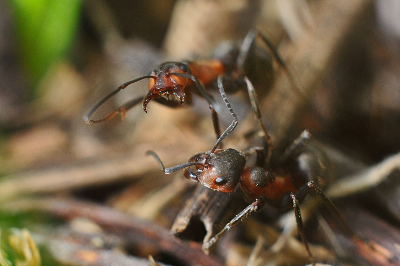 Macro and more - My, Macro, Ants, cat, Mushrooms, Жуки, Goblets, Dymmashina, Nikon, Longpost, Macro photography