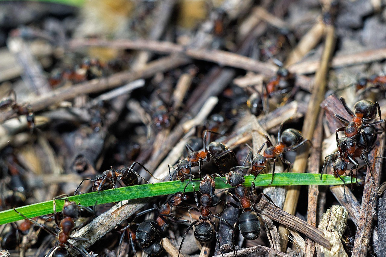 Macro and more - My, Macro, Ants, cat, Mushrooms, Жуки, Goblets, Dymmashina, Nikon, Longpost, Macro photography