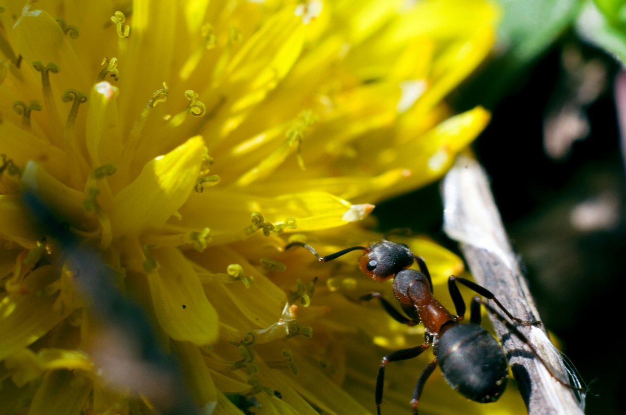 Macro and more - My, Macro, Ants, cat, Mushrooms, Жуки, Goblets, Dymmashina, Nikon, Longpost, Macro photography