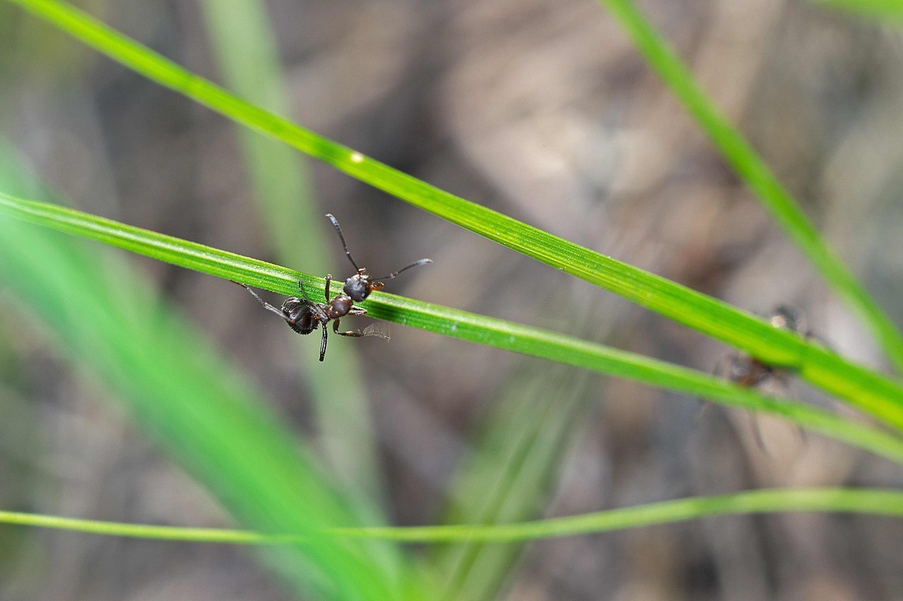 Macro and more - My, Macro, Ants, cat, Mushrooms, Жуки, Goblets, Dymmashina, Nikon, Longpost, Macro photography