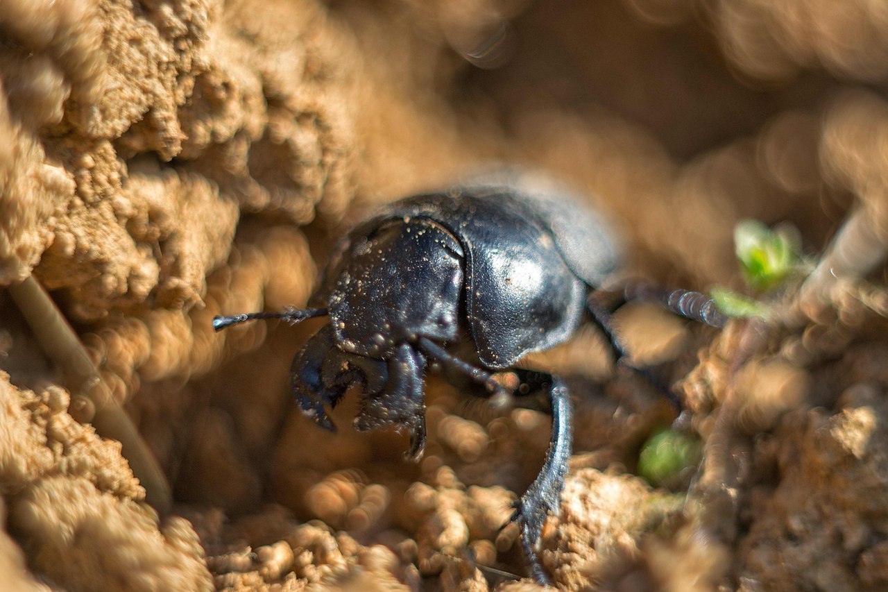 Macro and more - My, Macro, Ants, cat, Mushrooms, Жуки, Goblets, Dymmashina, Nikon, Longpost, Macro photography