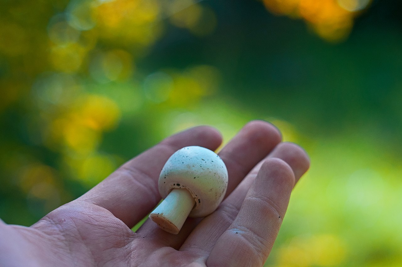 Macro and more - My, Macro, Ants, cat, Mushrooms, Жуки, Goblets, Dymmashina, Nikon, Longpost, Macro photography