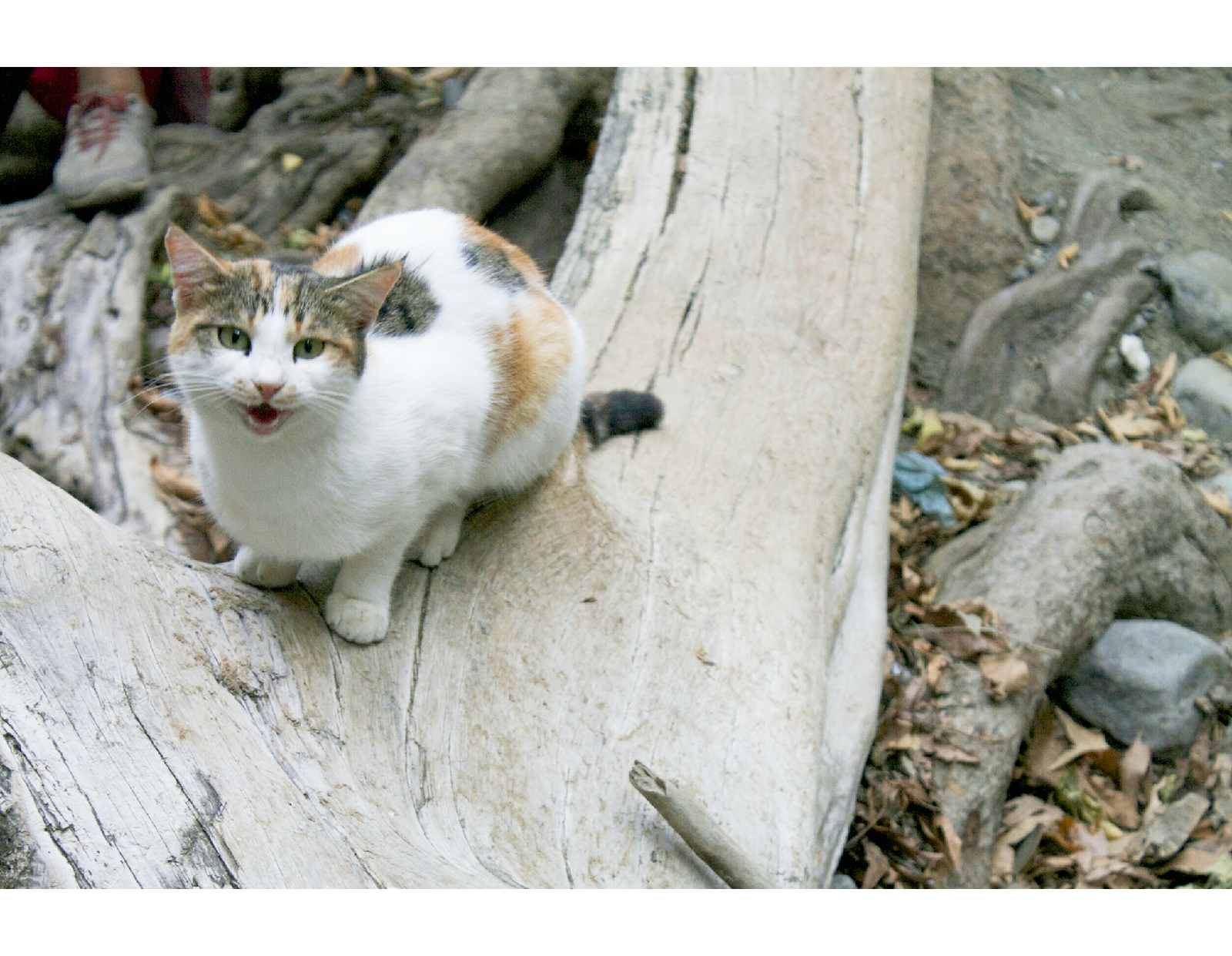 Cyprus, China and seals. - My, Cyprus, China, Travels, cat, Longpost