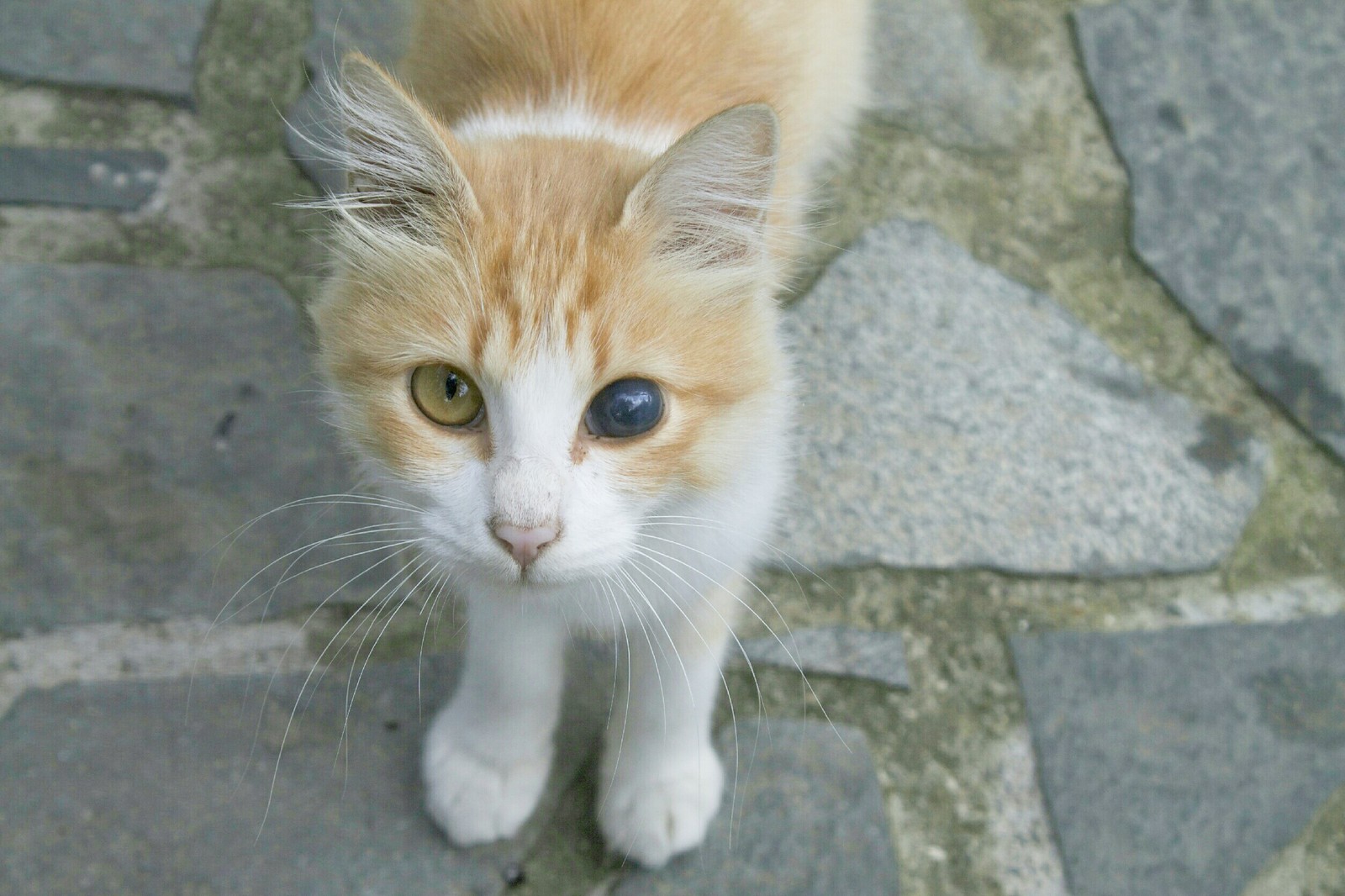 Cyprus, China and seals. - My, Cyprus, China, Travels, cat, Longpost