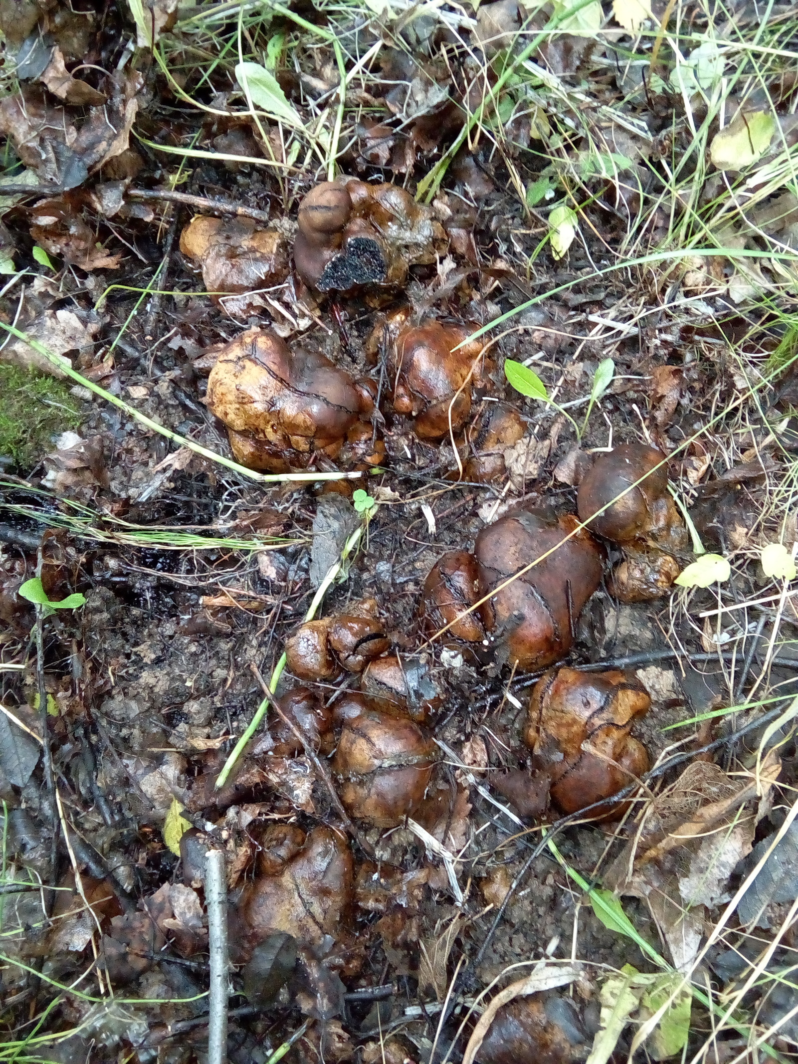 Tell me please - My, Mushrooms, Photo on sneaker, Longpost