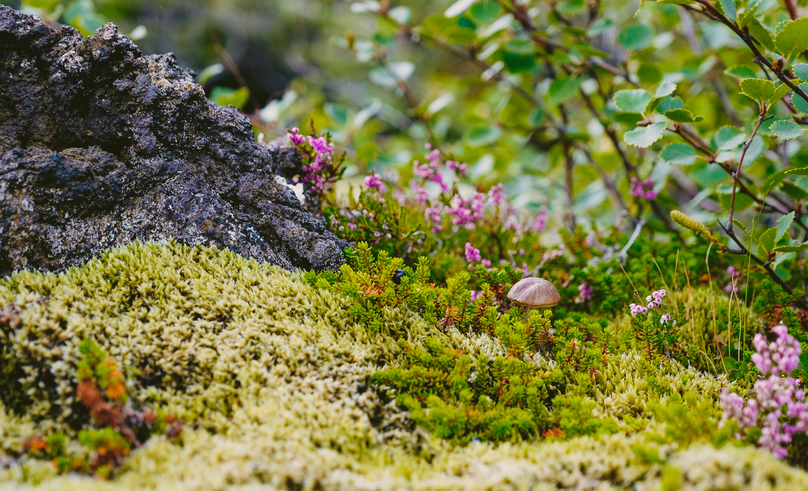 A couple of mushrooms - My, Photo, Mushrooms, Iceland, Autumn