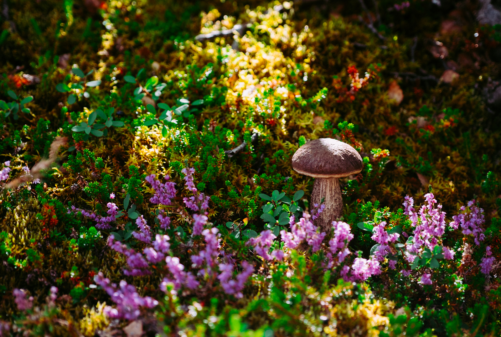 A couple of mushrooms - My, Photo, Mushrooms, Iceland, Autumn