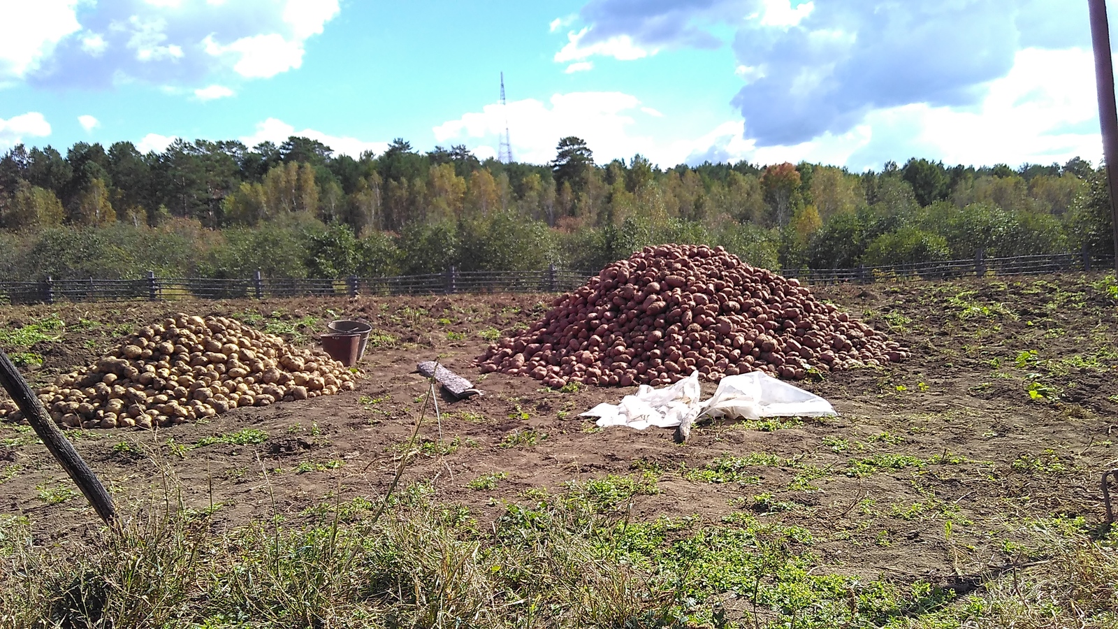 My work place - My, Workplace, Potato