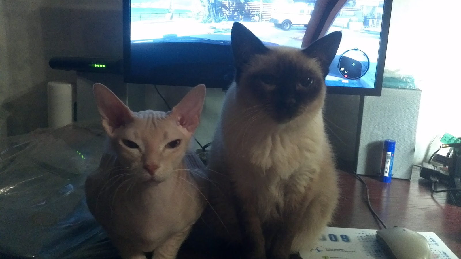 Yes, we do not care that you are at the computer ... - My, cat, Computer, Sphinx, Siam, Siamese cat