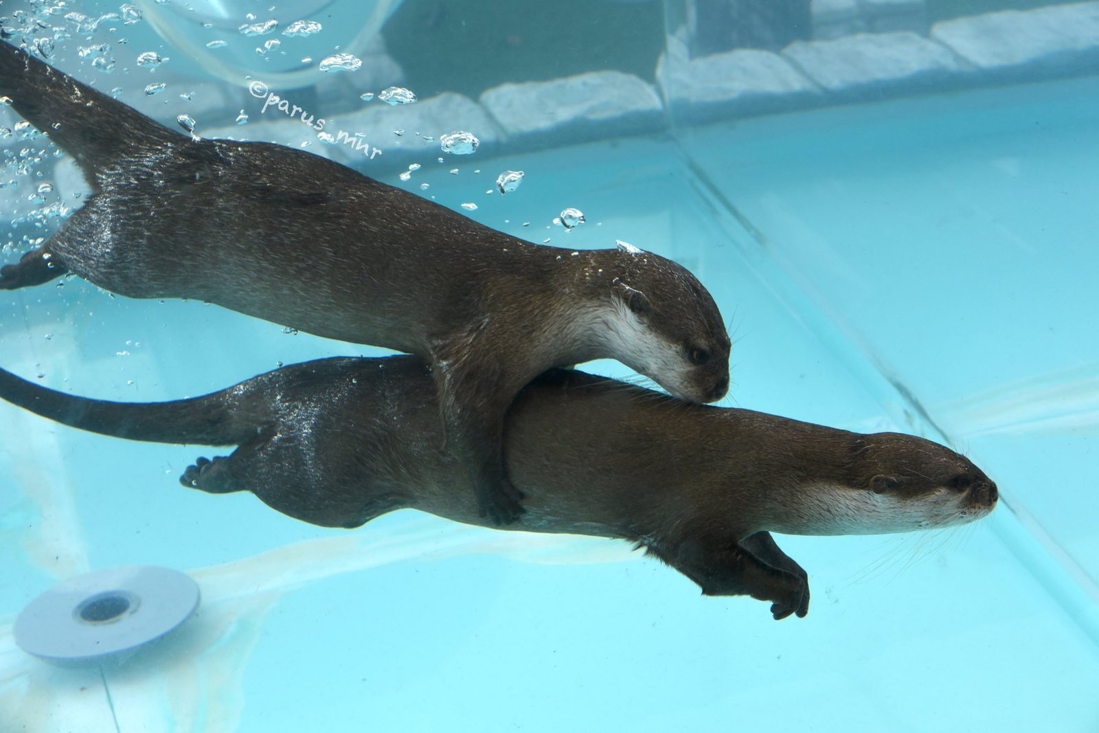 Swimming hugs - Otter, Otters, Milota, Animals