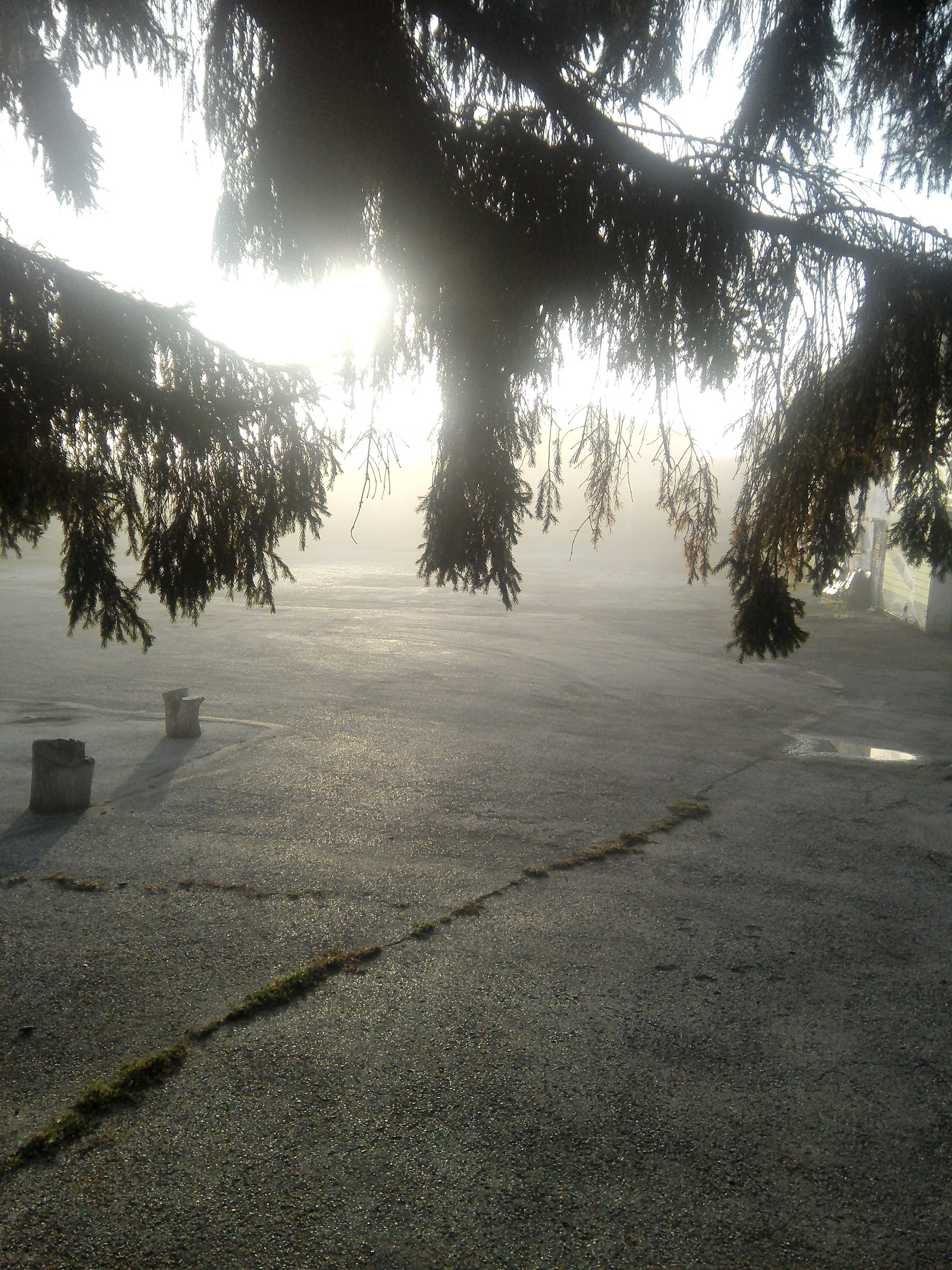 Fascinating morning - My, Morning, My, Fog