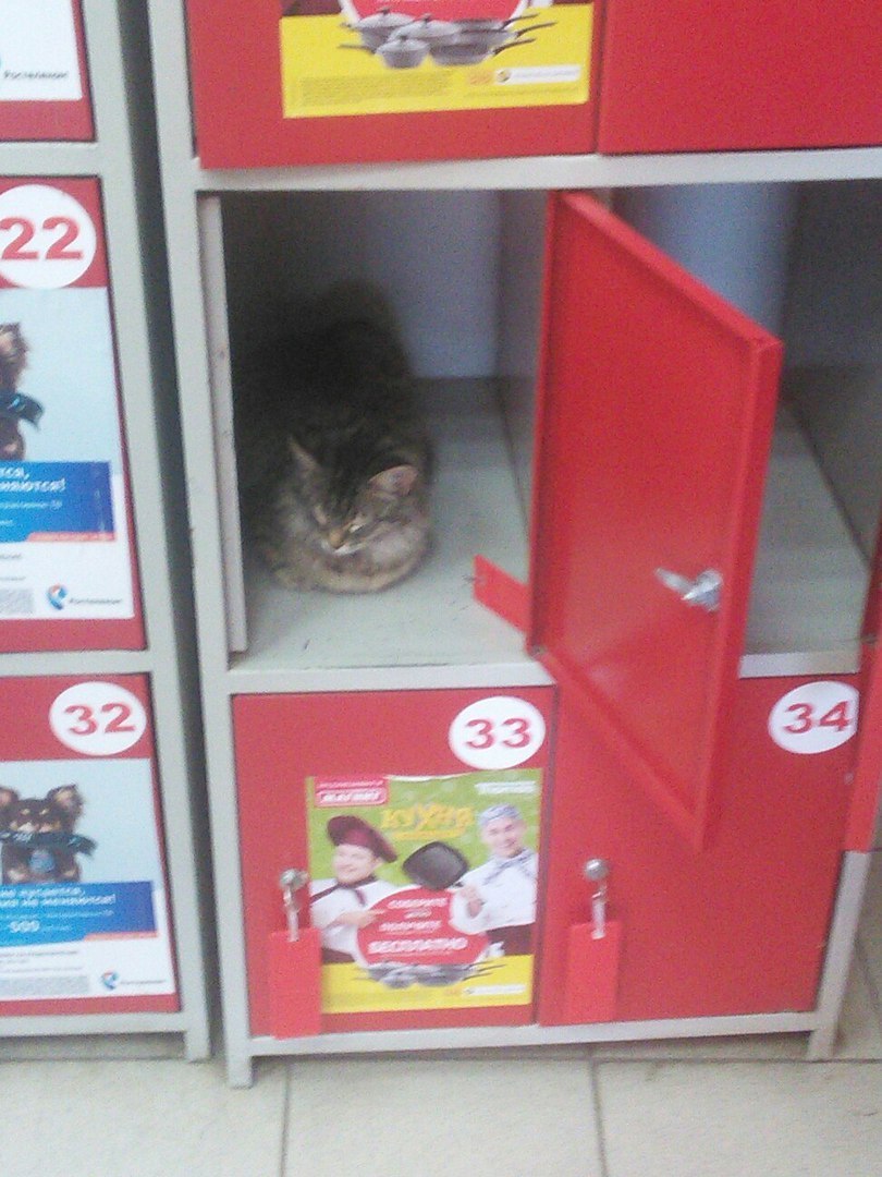 The administration is not responsible for the safety of cats - Supermarket, cat, cat house