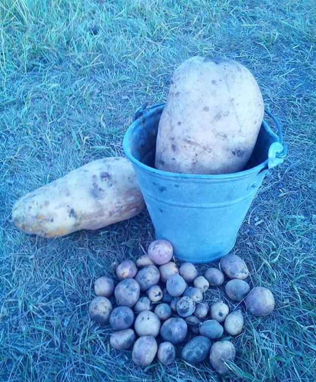 Potato. 11 kg - My, Harvest, Potato, Photoshop