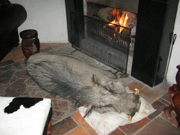 African warthog sleeping on a pillow by the fireplace - Heading, Warthog, Fireplace, Pig, Dream