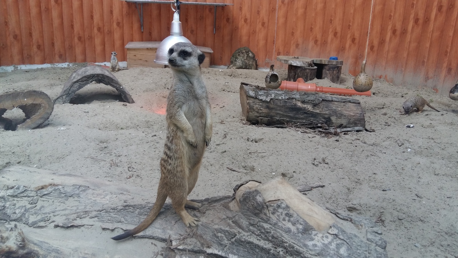 Thick and thin - My, Meerkat, Photo, Zoo, Rostov Zoo, Animals, Longpost