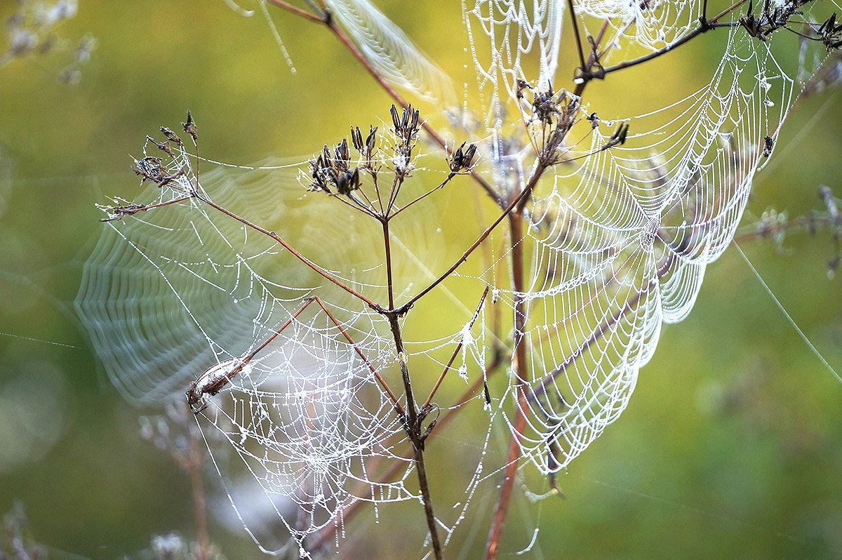 Summer memories - My, Web, Summer, Morning