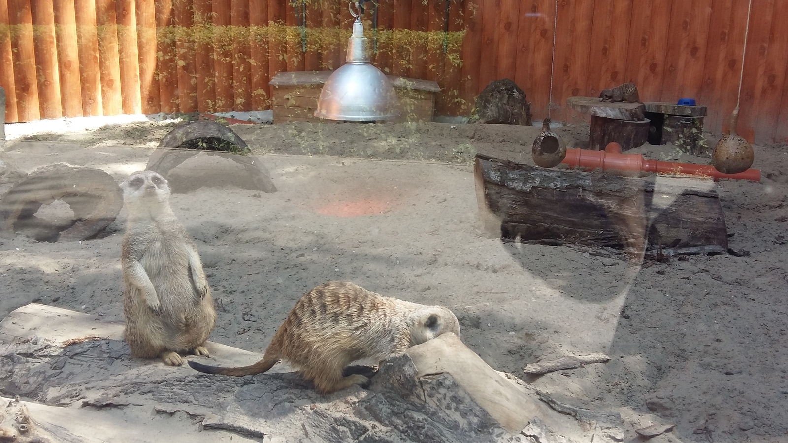 Thick and thin - My, Meerkat, Photo, Zoo, Rostov Zoo, Animals, Longpost