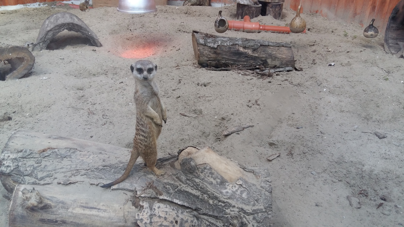 Thick and thin - My, Meerkat, Photo, Zoo, Rostov Zoo, Animals, Longpost