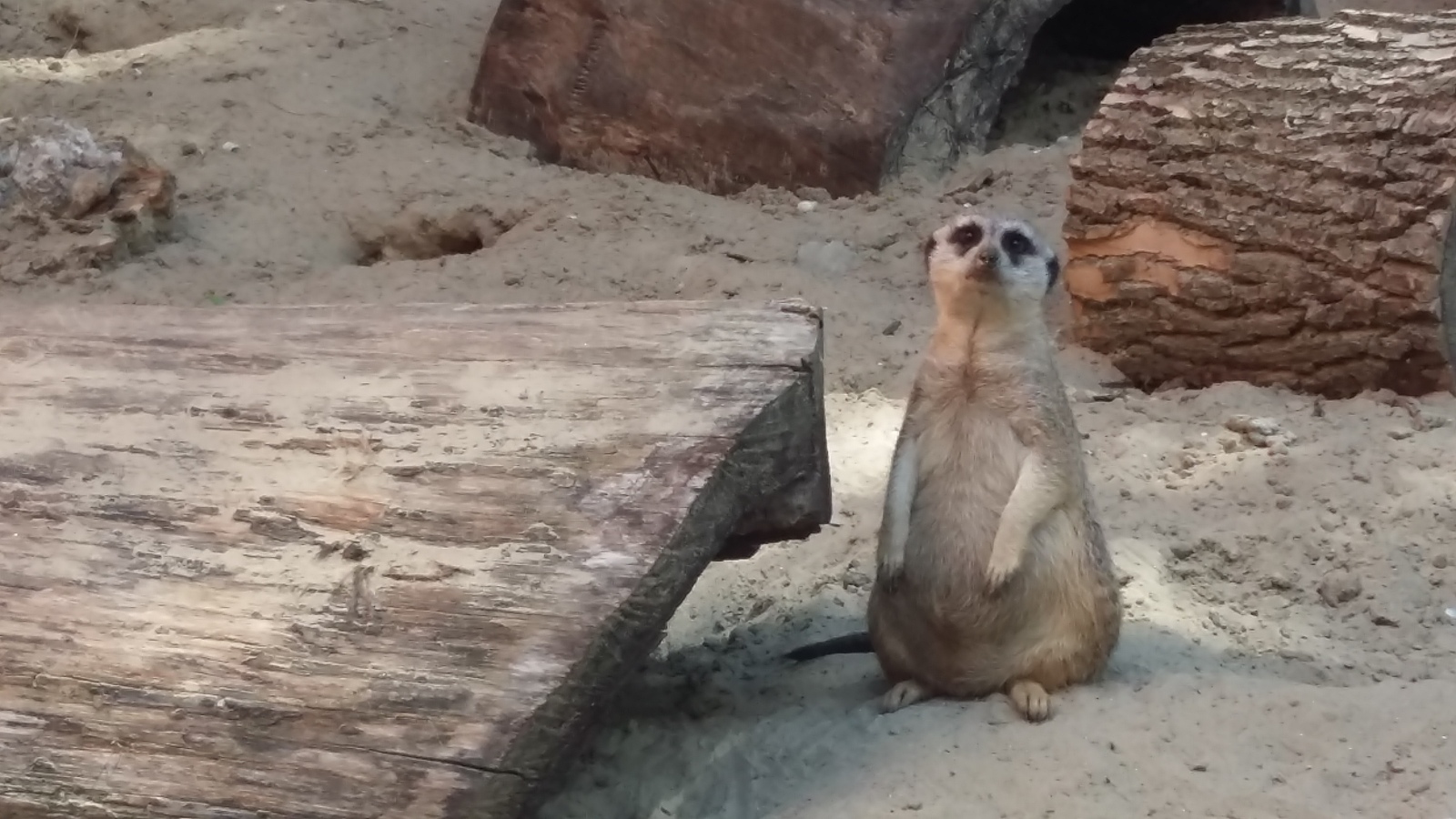 Thick and thin - My, Meerkat, Photo, Zoo, Rostov Zoo, Animals, Longpost