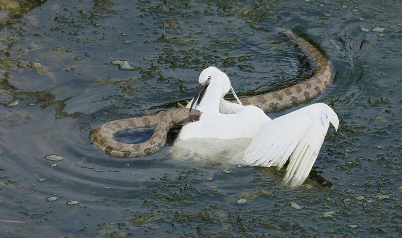 This gyurza clearly overestimated its capabilities - Vipers, Poisonous animals, Gurza, Snake, Heron