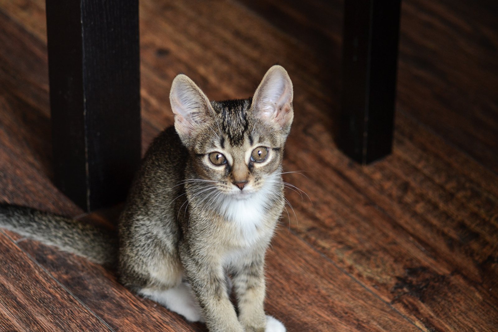 Not a very fluffy miracle - My, Cat found a home, cat, Longpost