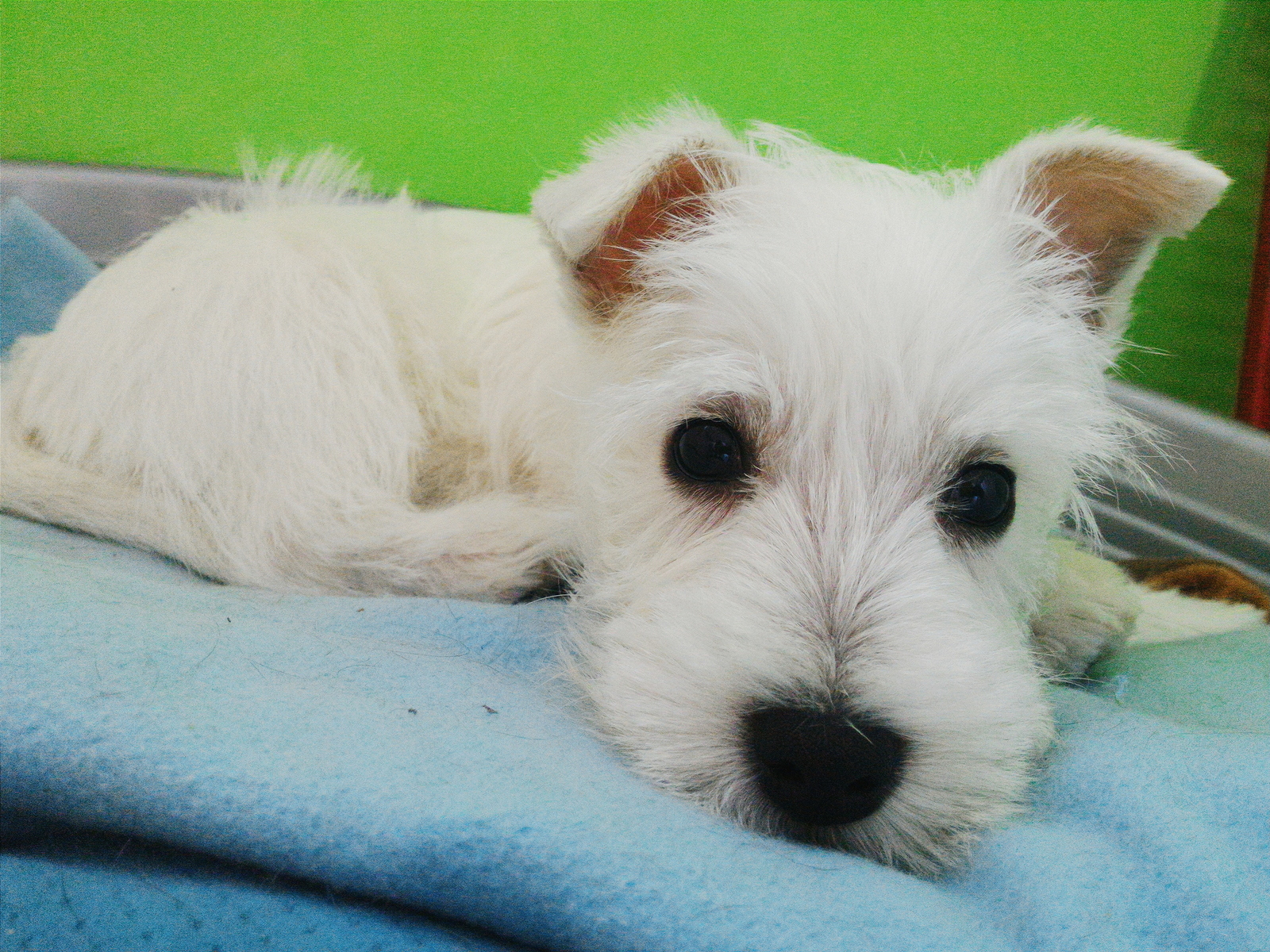 -Would you like me to join the community? - My, Dog, Dog days, West Highland White Terrier, , Puppies, , Love, Milota, Longpost