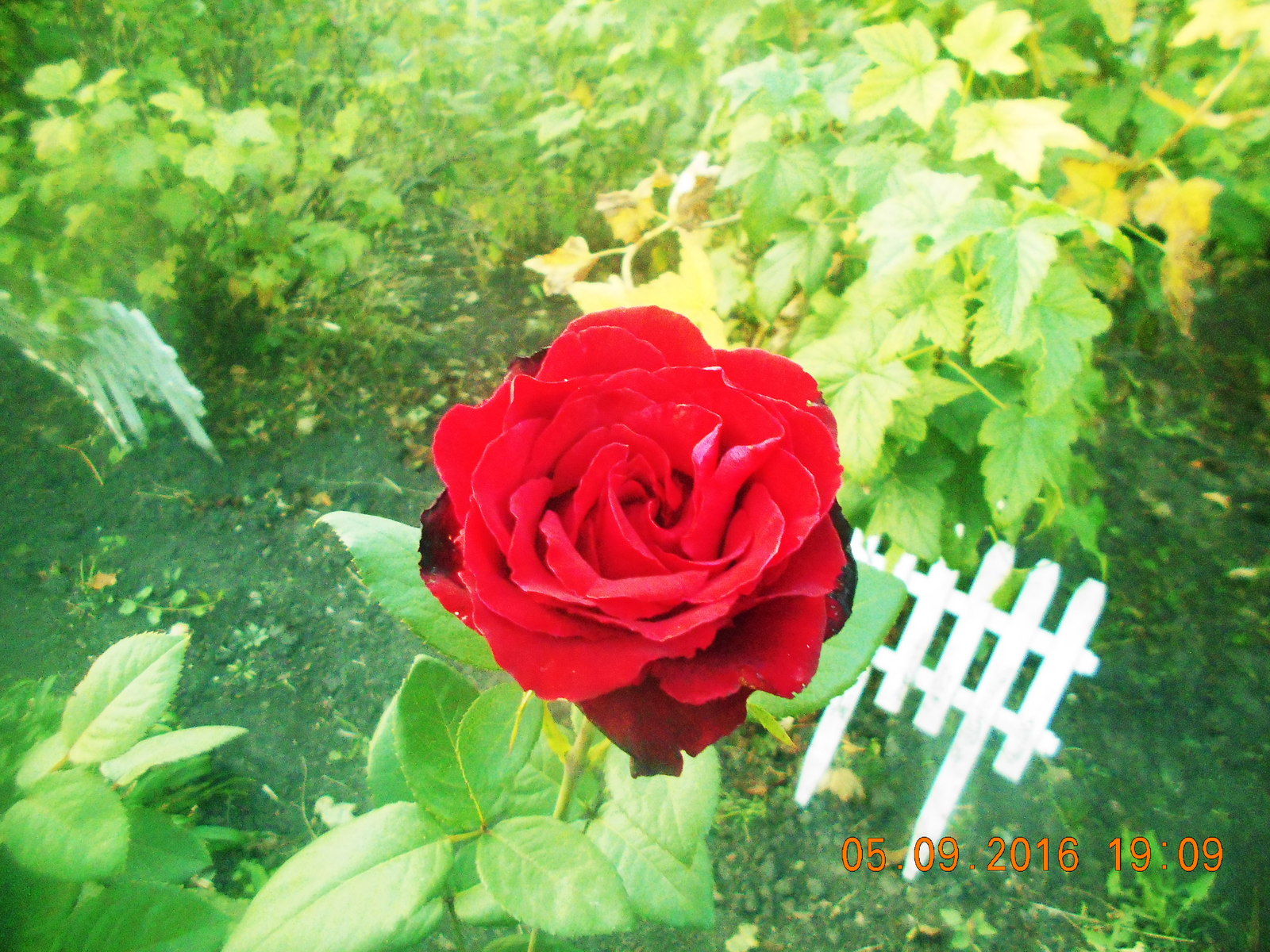 Rozopost - My, the Rose, Flowers, Photo, Experiment, Longpost