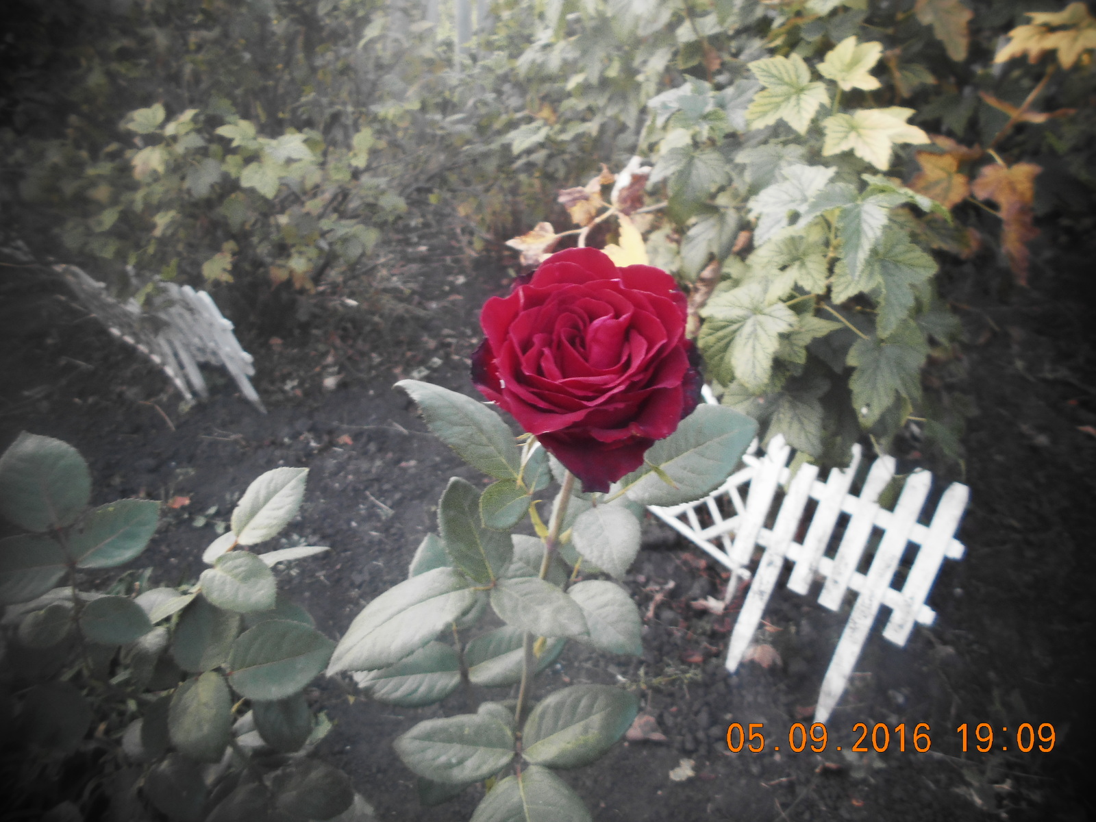 Rozopost - My, the Rose, Flowers, Photo, Experiment, Longpost