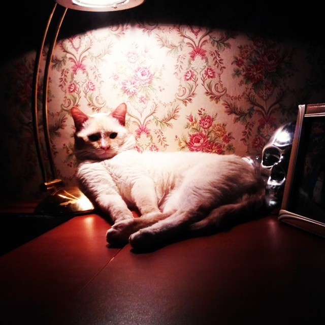 Another cat with a lamp .. - My, cat, Cat with lamp, Seals are drugs