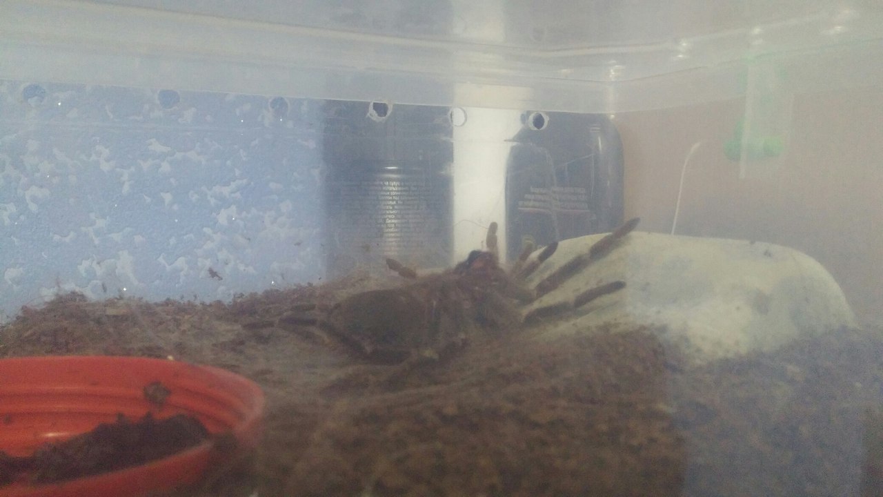 A story from the life of a spider - My, Spider, , Molting