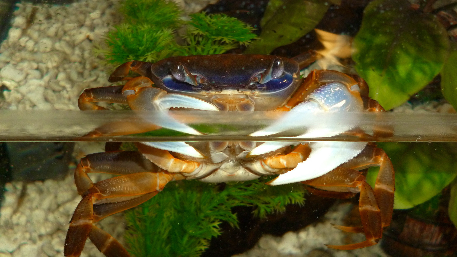 Fedor - water acrobatics. - My, Fedor, Fedora, Rainbow crabs, Crab, Aquarium, My