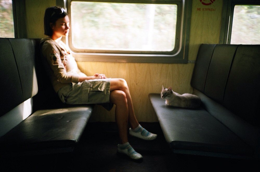 Companion - Independence, cat, Train, Meeting