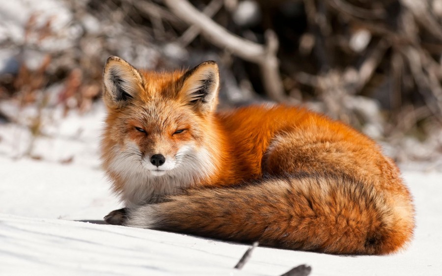 Chanterelle - Fox, Fyr