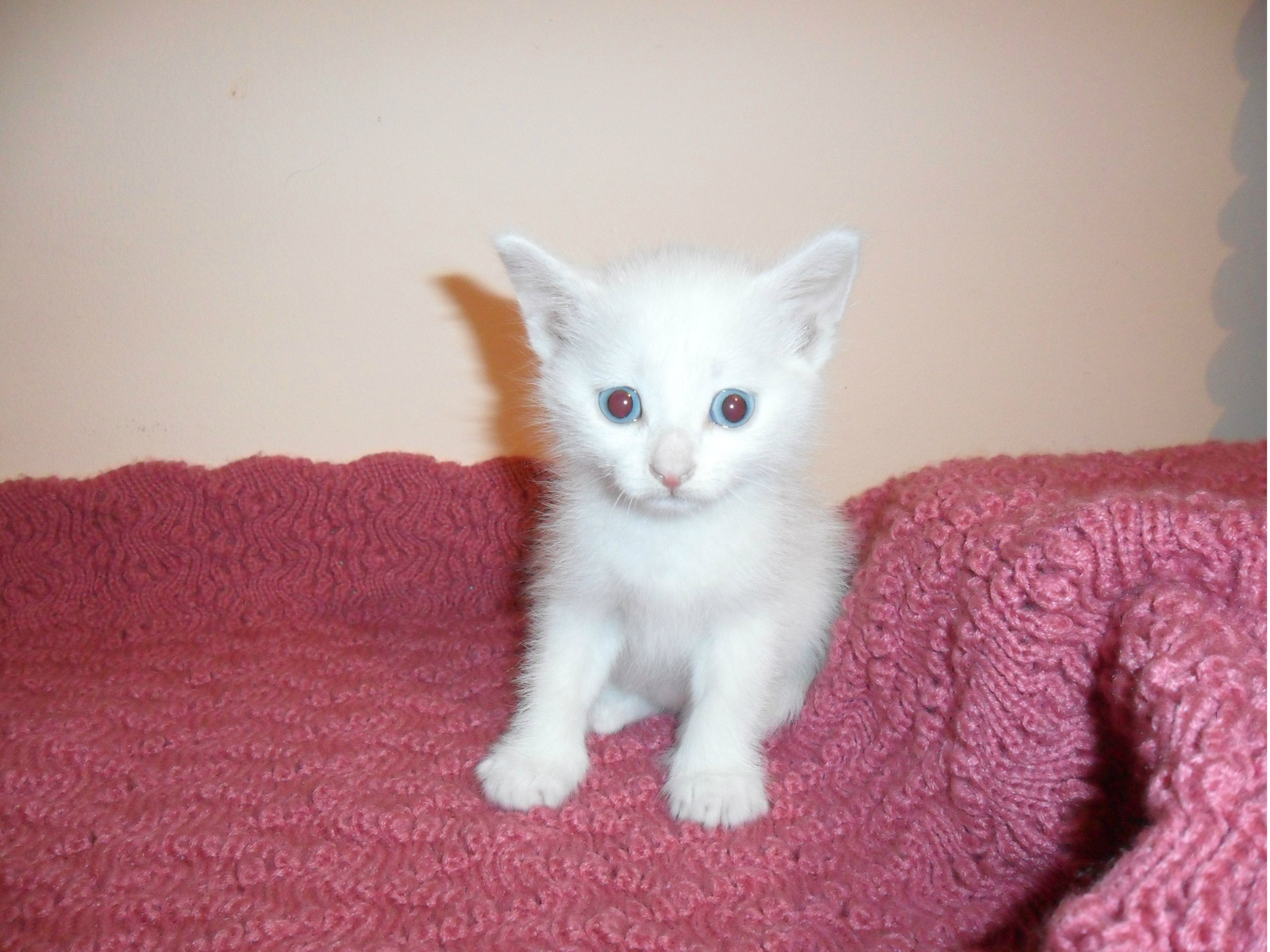 Help find the owner of this baby. - My, Irkutsk, Baby, In good hands, Help, The strength of the Peekaboo, cat, Looking for hosts, Longpost