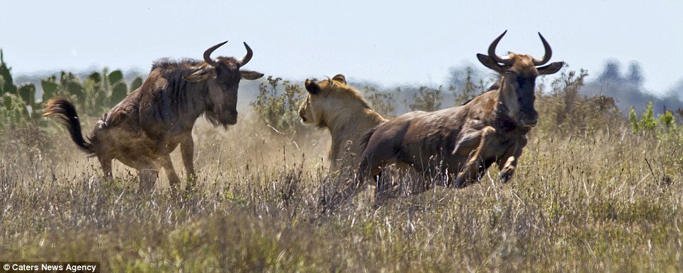 Epic battle - Africa, Animals, Wildebeest, a lion, Longpost