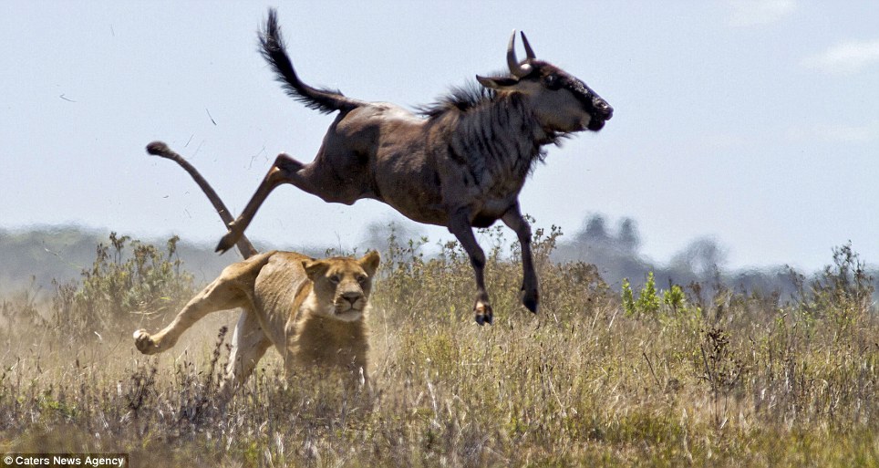 Epic battle - Africa, Animals, Wildebeest, a lion, Longpost