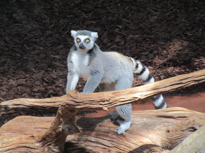 Zoo in Toronto - My, Canada, Toronto, Zoo, Longpost