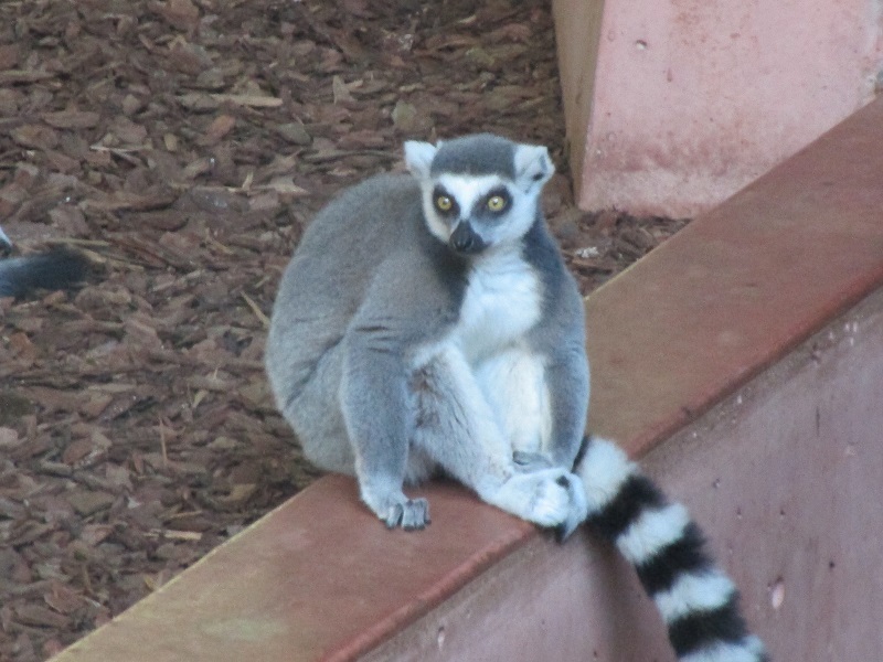 Zoo in Toronto - My, Canada, Toronto, Zoo, Longpost