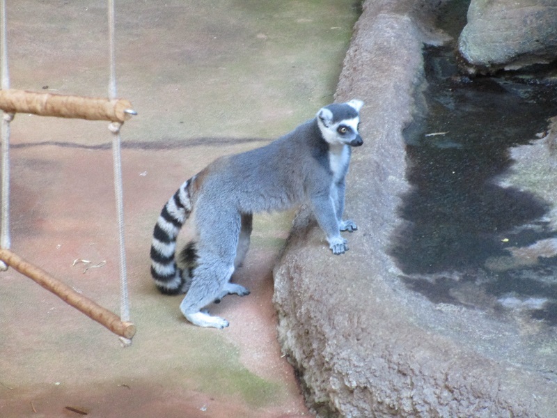 Zoo in Toronto - My, Canada, Toronto, Zoo, Longpost