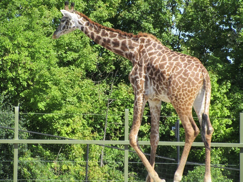 Zoo in Toronto - My, Canada, Toronto, Zoo, Longpost