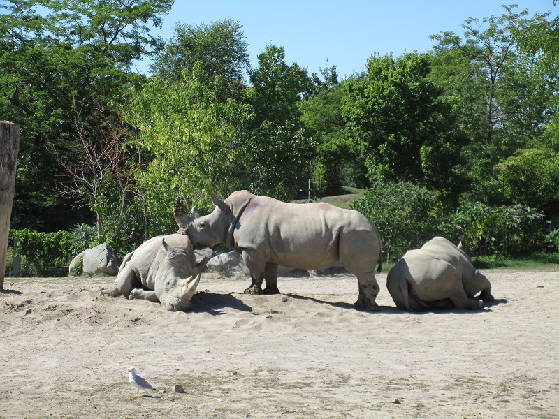 Zoo in Toronto - My, Canada, Toronto, Zoo, Longpost