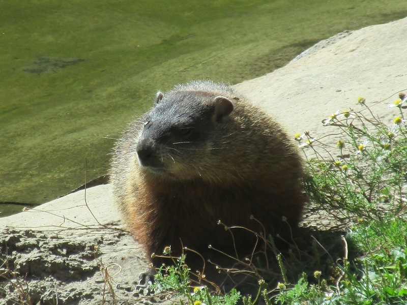 Zoo in Toronto - My, Canada, Toronto, Zoo, Longpost