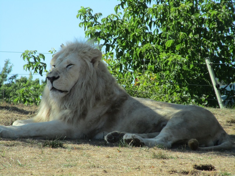 Zoo in Toronto - My, Canada, Toronto, Zoo, Longpost