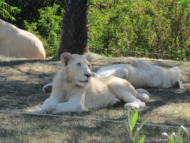 Zoo in Toronto - My, Canada, Toronto, Zoo, Longpost