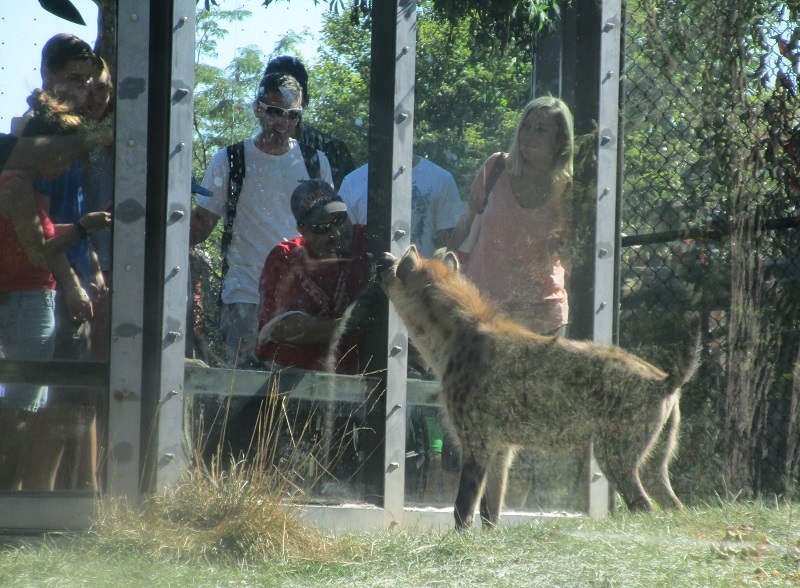 Zoo in Toronto - My, Canada, Toronto, Zoo, Longpost