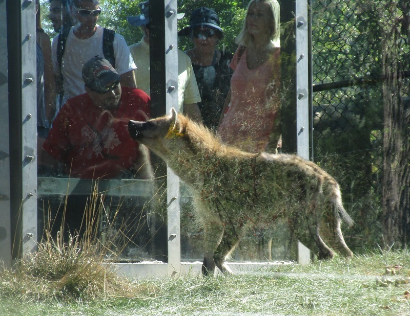 Zoo in Toronto - My, Canada, Toronto, Zoo, Longpost