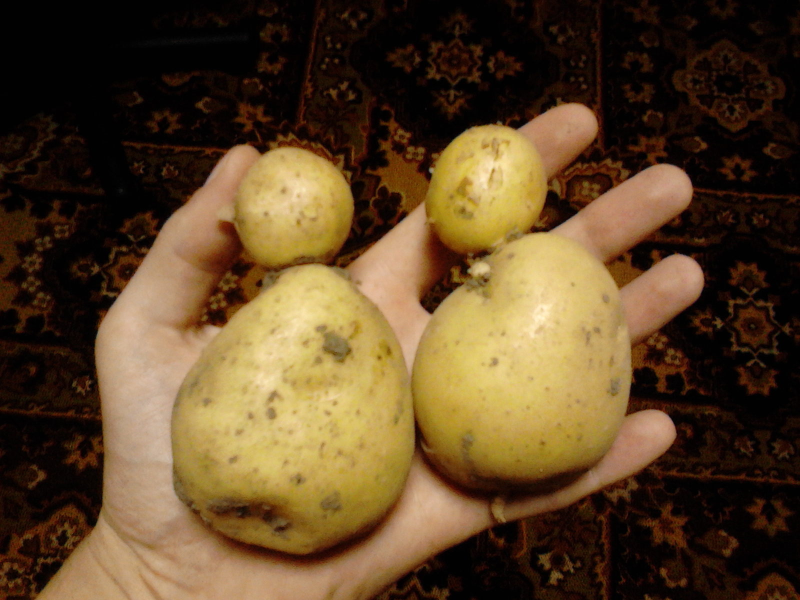 Twins - My, Potato, Harvest