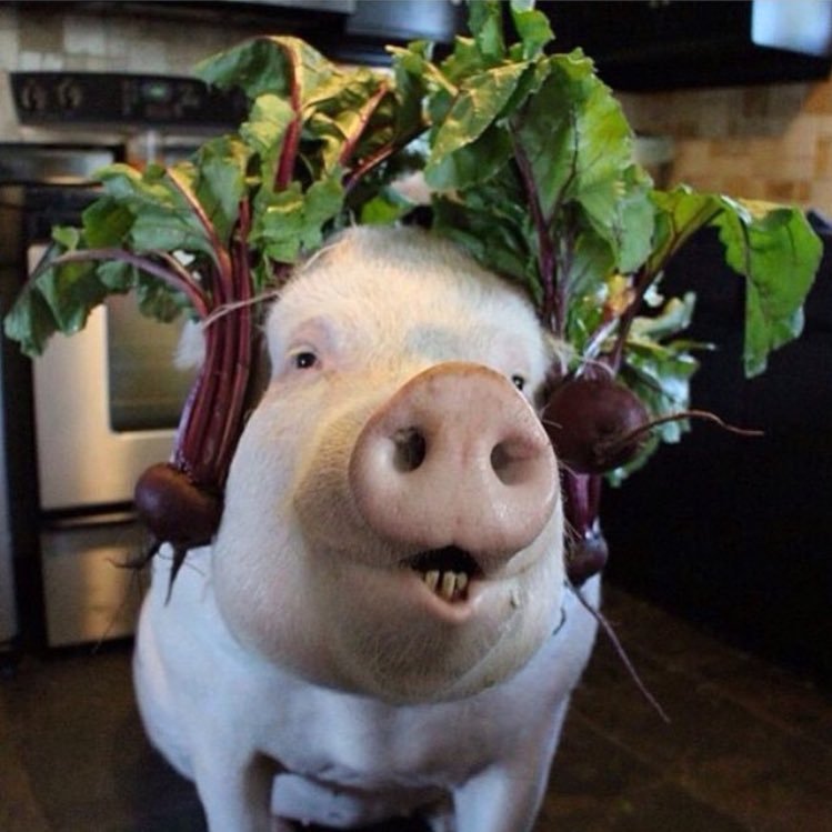 Great headphones, dude. - Photo, Pig, Beet, Almost borscht